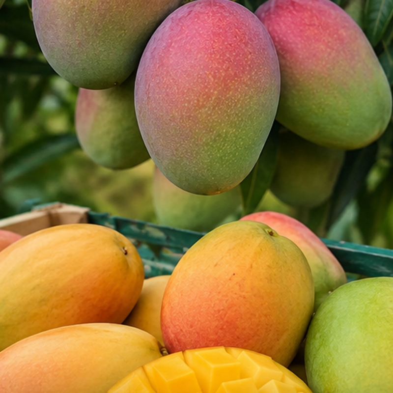 Mango Kent